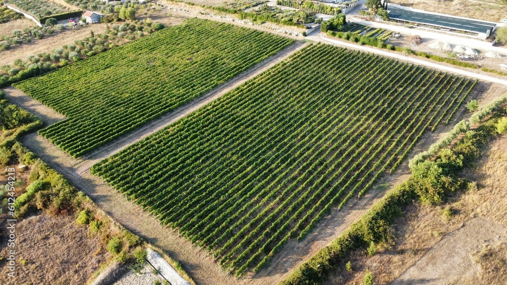 Aerial view of green vineyards in Zadar, Croatia