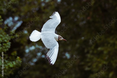 Selective focus shot of a black-headed gull flying in the sky