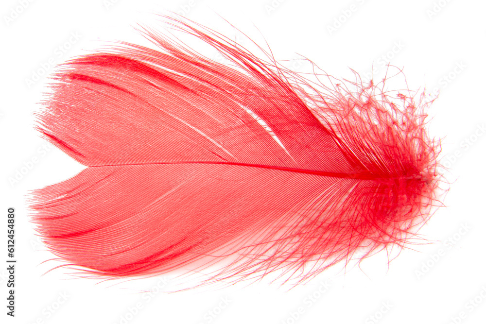 Elegant fluffy feather isolated on the white background Elegant fluffy feather isolated on the white background