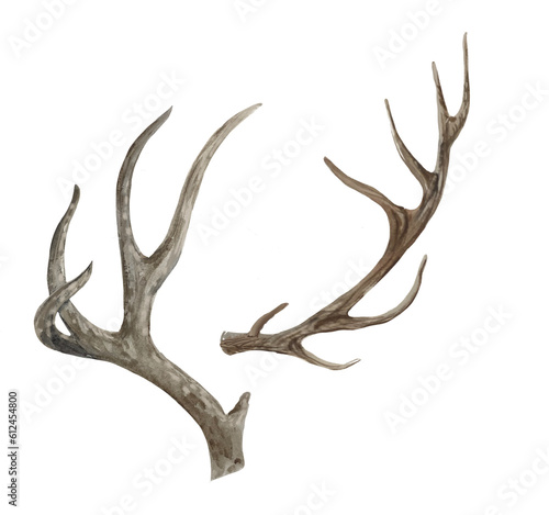 deer horns isolated on white background © Marina
