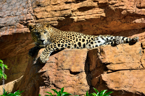 Fototapeta Naklejka Na Ścianę i Meble -  Leopardo de Sri Lanka (Panthera pardus kotiya)