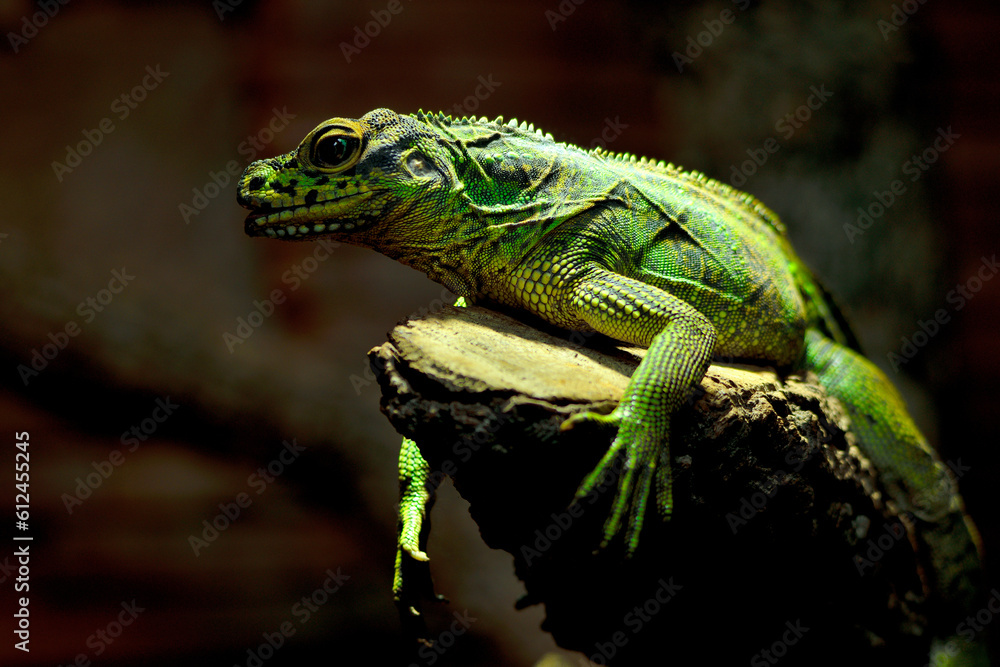 Camaleón pantera (Furcifer pardalis)