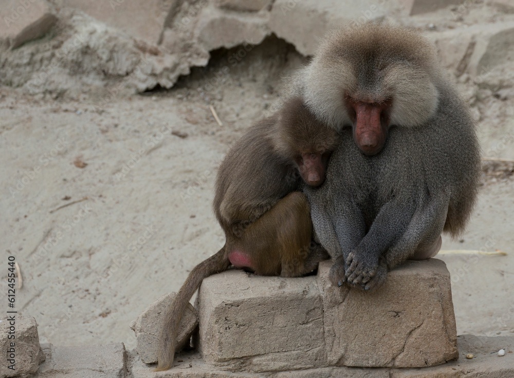 Closeup shot of baboon monkeys in a zoo during the day