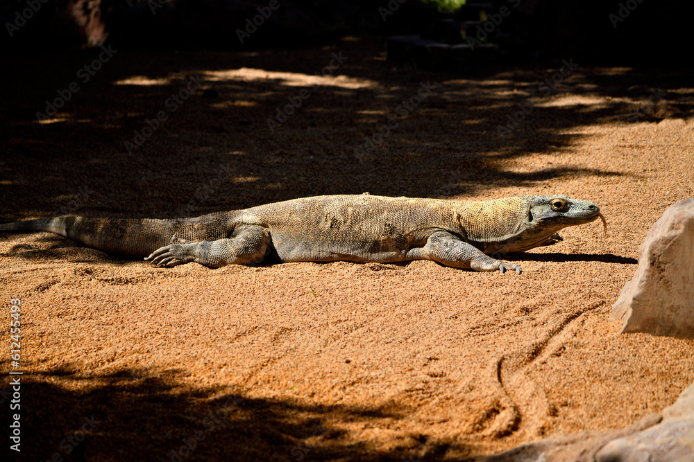 Dragón de Komodo (Varanus komodoensis) Dragón de Komodo (Varanus komodoensis)