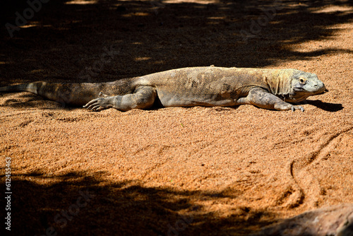 Drag  n de Komodo  Varanus komodoensis 