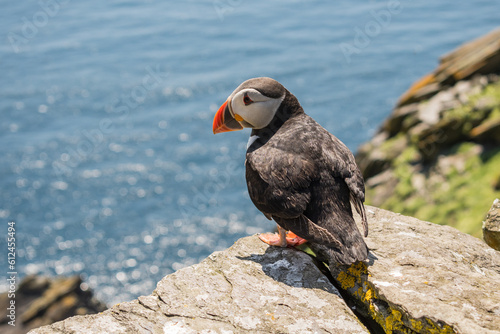 Papageientaucher an der Atlantikküste
