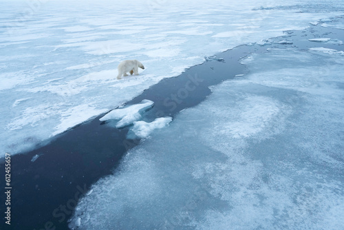 Photography Polar bear walking on the ice