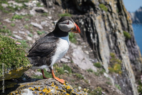 Papageientaucher auf Skellig Island