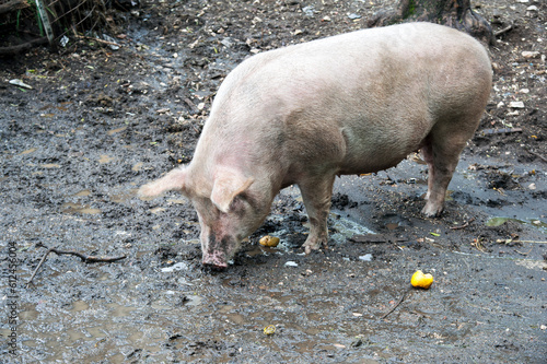 Canvastavla A Large White breed pig in the pigsty.