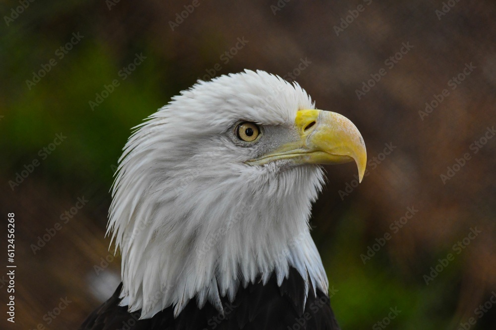 Head of bald eagle (Haliaeetus leucocephalus) Head of bald eagle (Haliaeetus leucocephalus)
