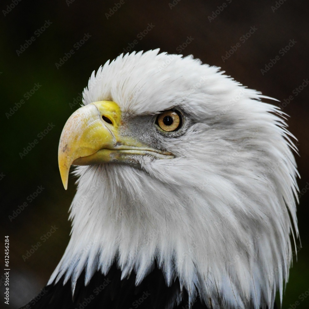 Head of bald eagle (Haliaeetus leucocephalus) Head of bald eagle (Haliaeetus leucocephalus)