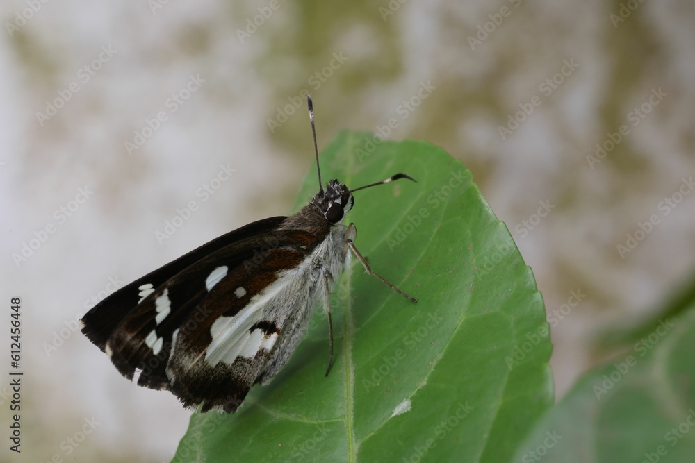 Obraz premium Marbled white butterfly on green leaf against blurred background