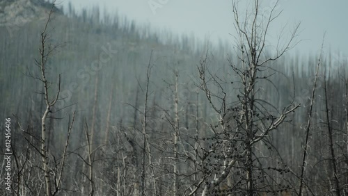 Wallpaper Mural Burnt by wildfire trees on the mountain hill in Waterton National Park. Slow motion.  Torontodigital.ca