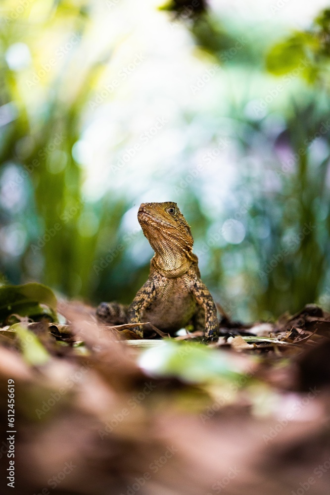 Vertical shot of a lizard water dragon (Intellagama lesueurii) in a forest, Brisbane, Australia Vertical shot of a lizard water dragon (Intellagama lesueurii) in a forest, Brisbane, Australia