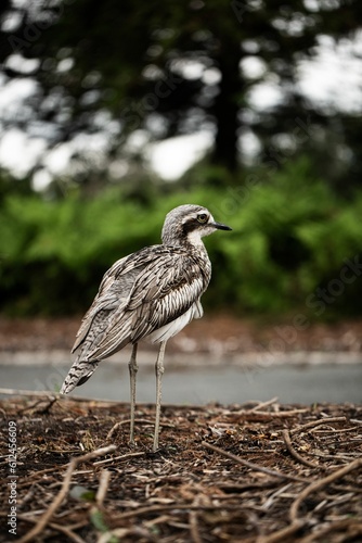 Vertical shot of a bush stone-curlew (Burhinus grallarius) looking aside photo