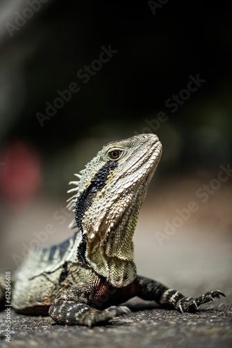 Vertical close-up shot of a lizard water dragon (Intellagama lesueurii) in Brisbane, Australia © Jay Young/Wirestock Creators