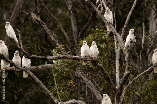 Aerial view of Licmetis birds perching on tree