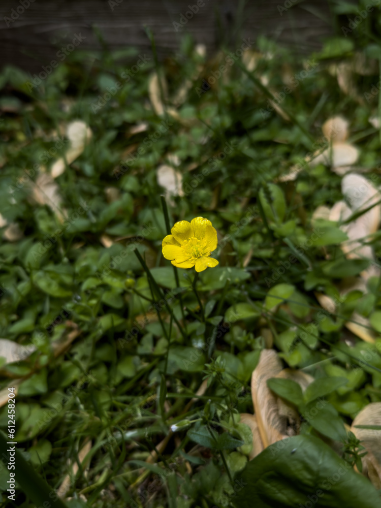 Closeup of a bright yellow buttercup over dark green grass Closeup of a bright yellow buttercup over dark green grass