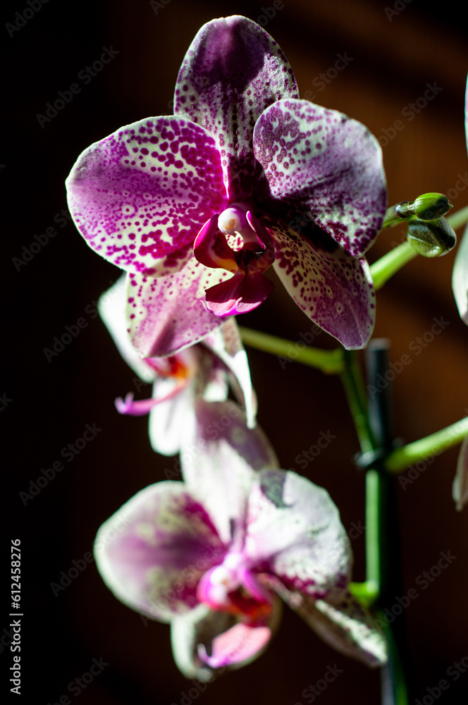 Fototapeta premium A flower and a fragment of an orchid flower on different backgrounds.