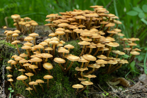 Mushrooms growing on a mossy tree stump in the summer forest.