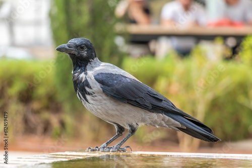 Selective of a hooded crow on a stone © Guy Gor/Wirestock Creators