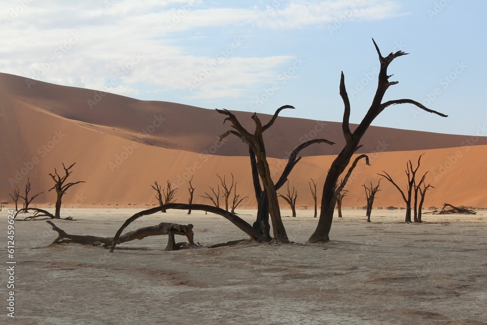 Scene of the bare trees with the background of the desert during the daytime Scene of the bare trees with the background of the desert during the daytime