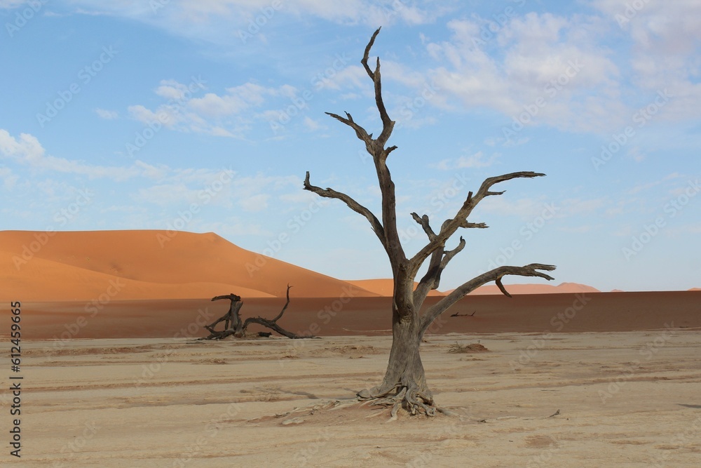 Scene of the bare trees with the background of the desert during the daytime