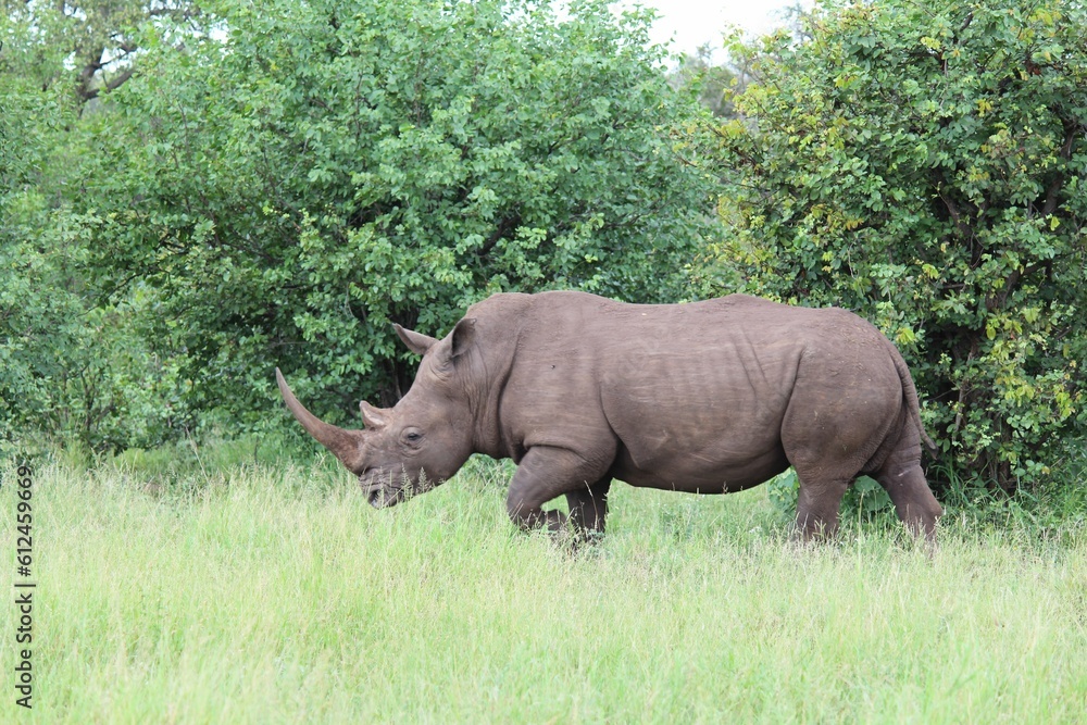 Obraz premium Rhinoceros (Rhinocerotidae) walking through the grass surrounded by trees during the daytime