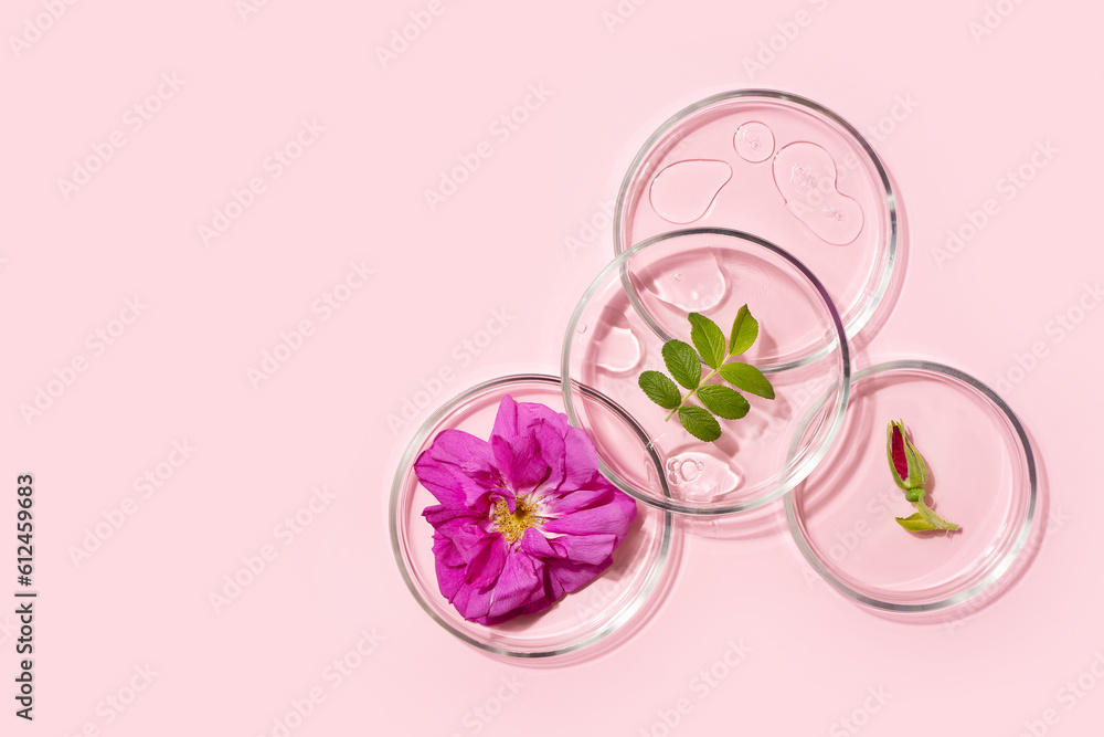Cosmetic beauty concept with rose, rosehip flower and green leafbottle serum, drops and petri dish on pink background