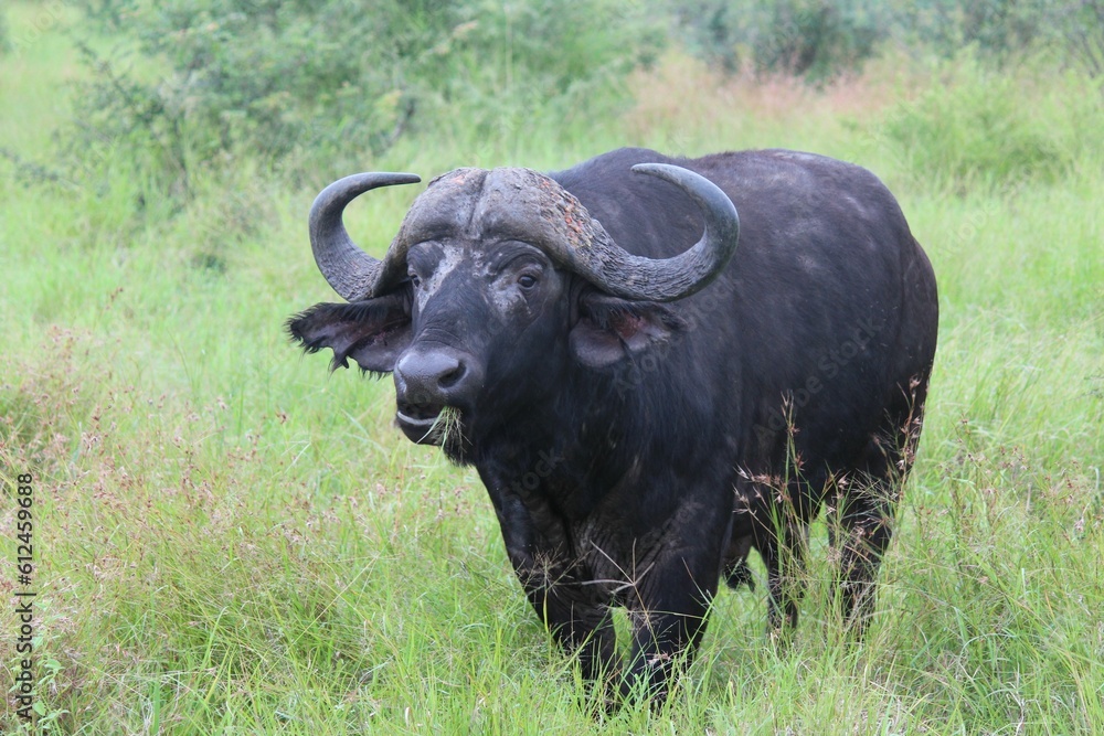 Black African buffalo (Syncerus caffer) standing in the grass and grazing during the daytime