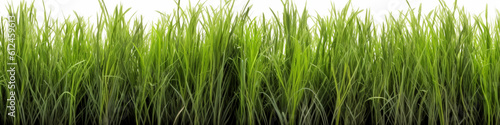 Vibrant Freshness: High-Resolution Image of Isolated Fresh Green Grass