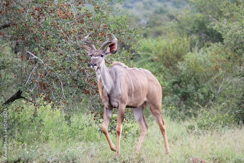 Kudu (Tragelaphus strepsiceros) walking through the grass surrounded by trees during the daytime