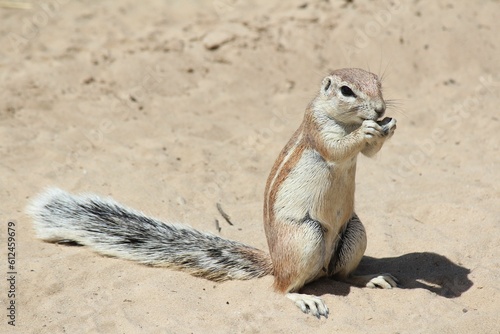Closeup of the squirrel (Sciuridae) on the sand eating a nut during the daytime