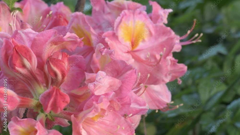 beautiful peach pink exotic blossom flowers . species of Rhododendron. macro shot beautiful peach pink exotic blossom flowers . species of Rhododendron. macro shot