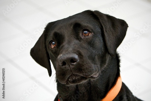 Closeup of a black labrador retriever dog with a blurry background