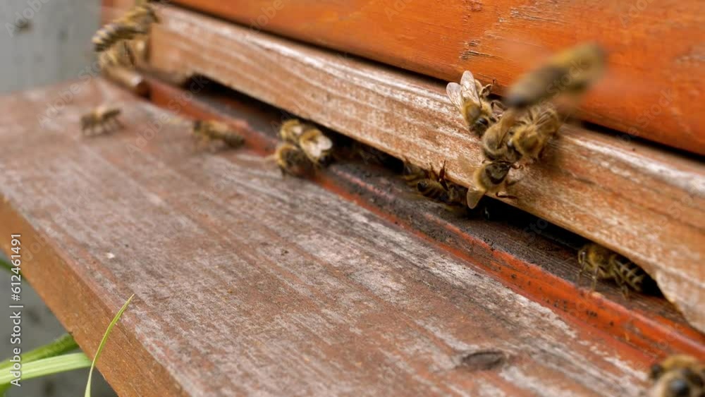 Swarm of bees flying in and out the hive outdoors Swarm of bees flying in and out the hive outdoors
