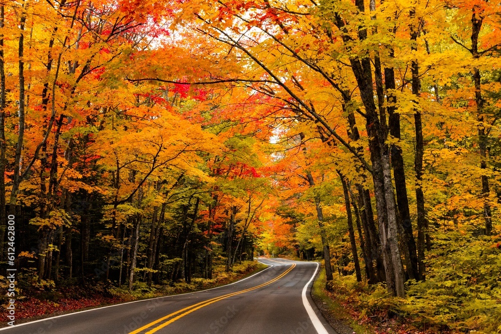 Asphalt road, forest trail going through a mesmerizing forest in fall colors, autumn foliage