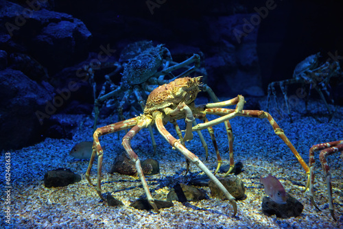 Japanese spider crabs and fishes photo