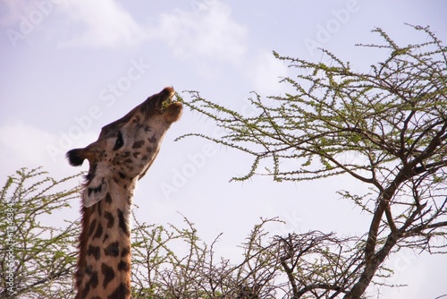 Closeup of a giraffe eating leaves from a tree