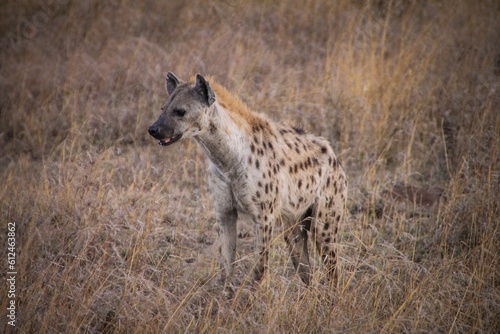Closeup of a Real hyena in the yellow field