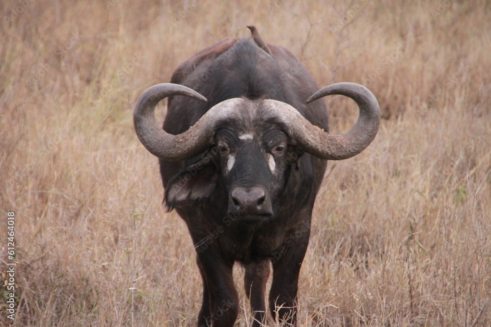 Fototapeta premium Closeup of an African buffalo against the yellow field