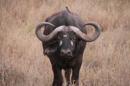 Closeup of an African buffalo against the yellow field