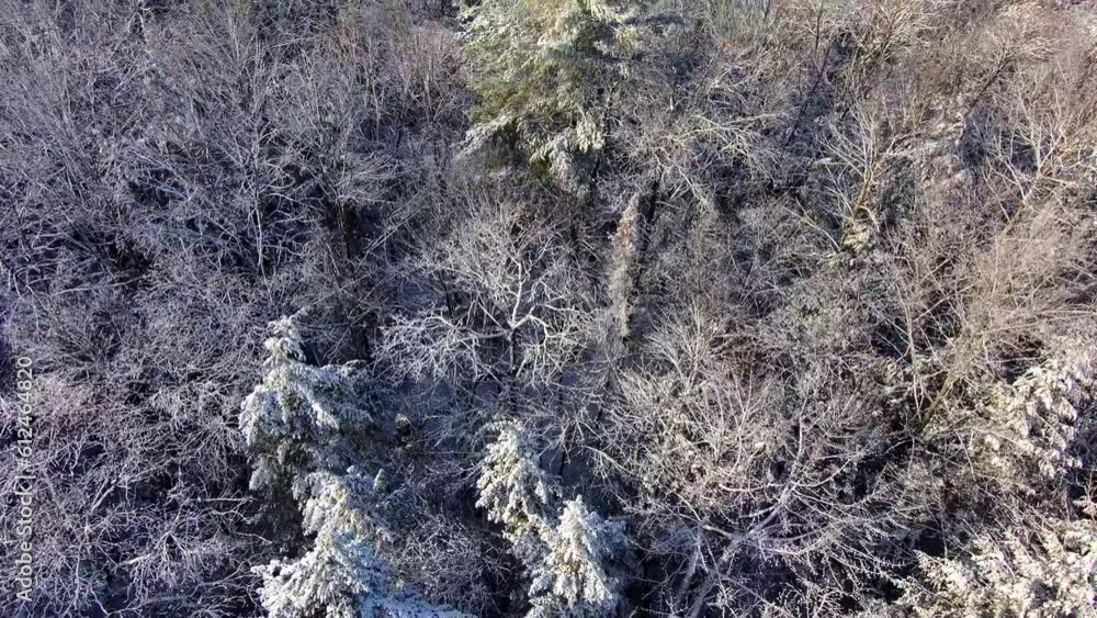 Drone view over treetops fully covered in snow Drone view over treetops fully covered in snow