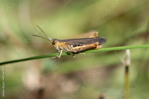 Selective focus shot of a brown grasshopper on a grass blade