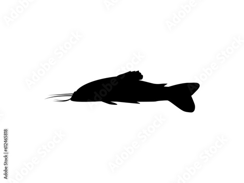 Silhouette of the Fish Kwi Kwi or tamuatá, atipa, hassa, cascadu, cascadura, busco, currito or Hoplosternum littorale is a species of Armoured Catfish from the Callichthyidae family. Vector 