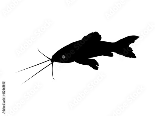 Silhouette of the Fish Kwi Kwi or tamuatá, atipa, hassa, cascadu, cascadura, busco, currito or Hoplosternum littorale is a species of Armoured Catfish from the Callichthyidae family. Vector  photo