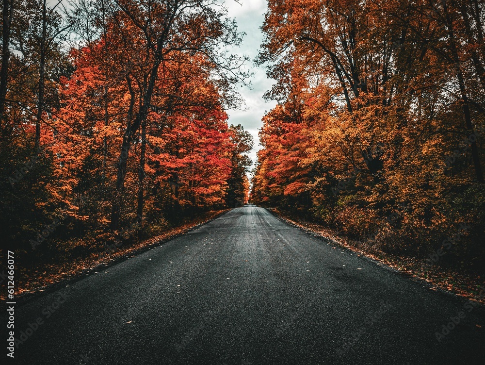 Fototapeta premium Quiet autumnal road, lined with vibrant trees, dappled with fallen leaves, St.Georgr Ontario Canada