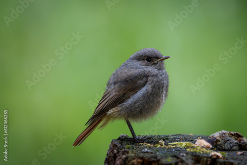 A young black redstart (Phoenicurus ochruros) sits on the wooden stump with green background and copyspace. Close-up portrait of a young black redstart on a summer day.