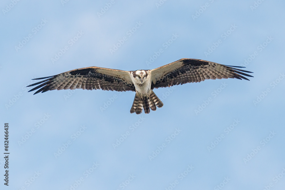 Obraz premium north american osprey