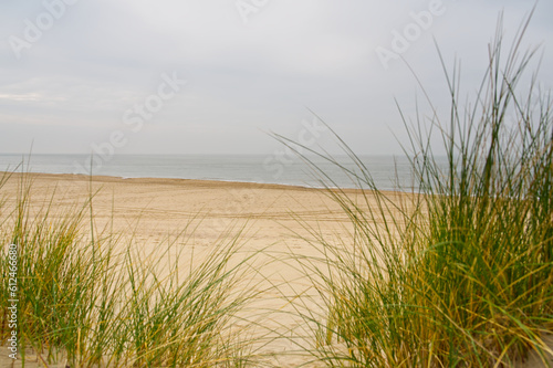Beach view from the path sand between the dunes at Dutch coastline. Marram grass  Netherlands. The dunes or dyke at Dutch north sea coast